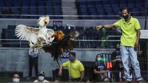 www sabong com ph live|Livestream .